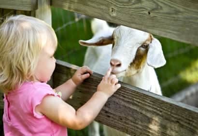 3 endroits où voir des animaux