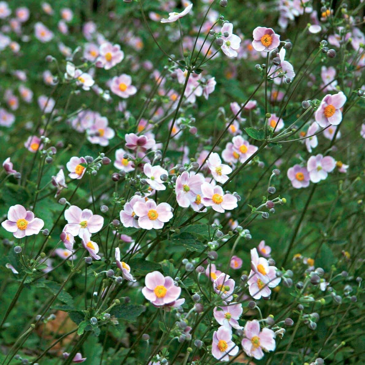 Des vivaces qui fleurissent en septembre
