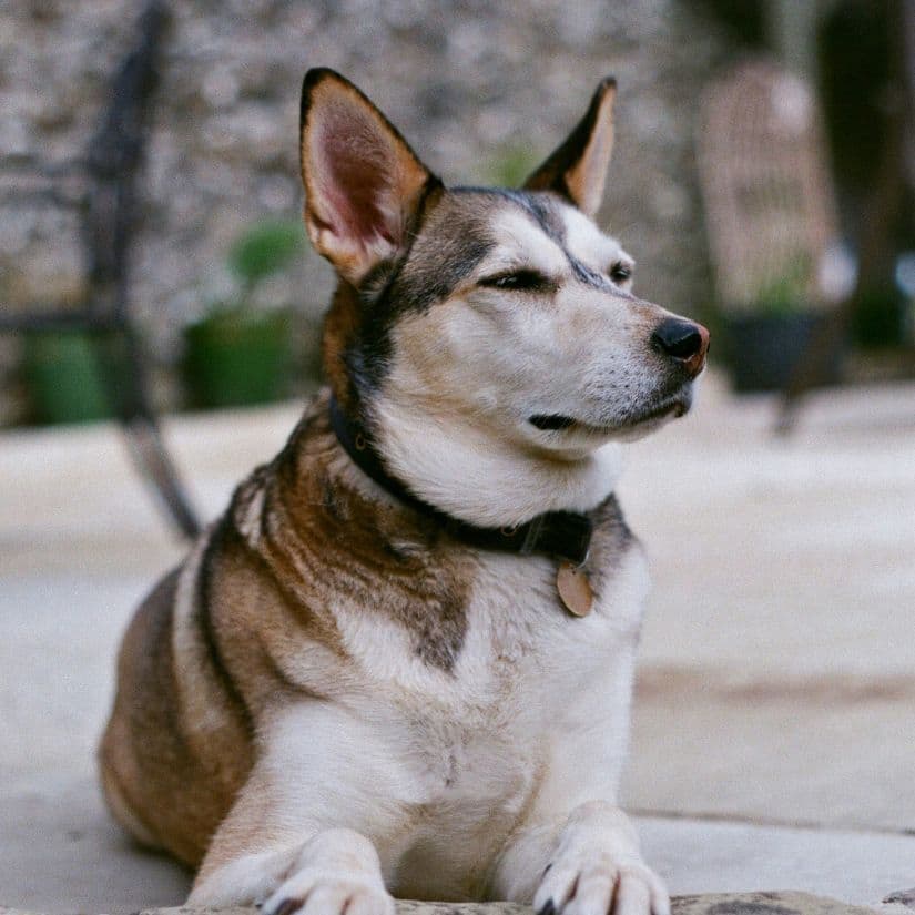 Chien et chocolat: quand s'inquiéter?