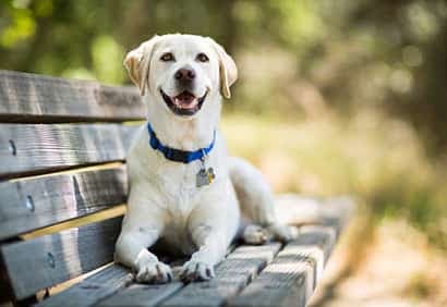 Identifier son animal pour mieux le retrouver