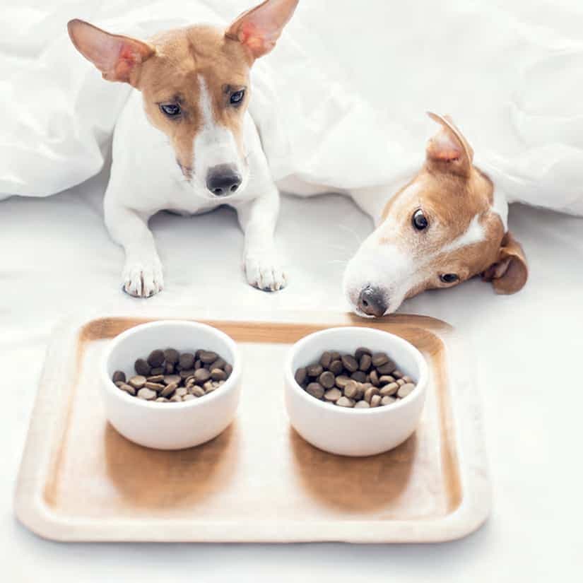 7 conseils pour voyager avec son chien