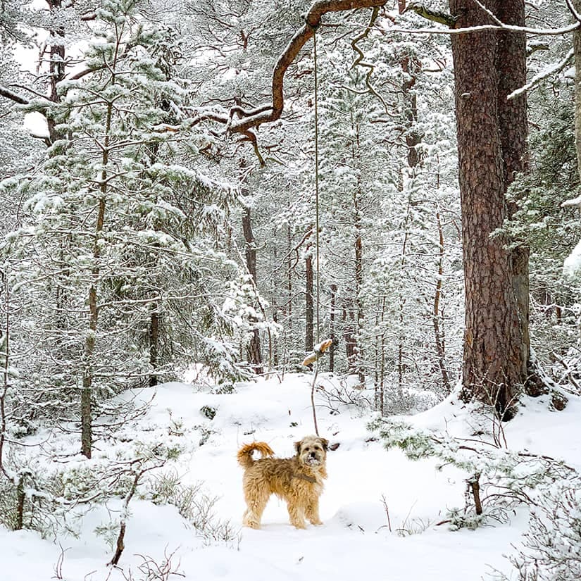 5 activités hivernales à ne pas manquer en janvier