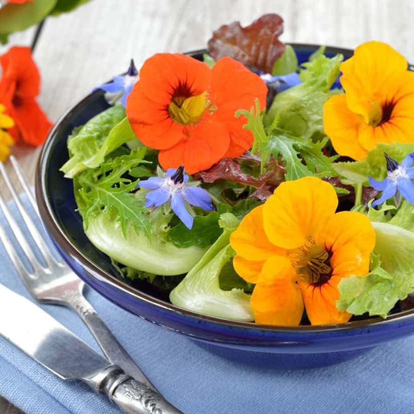 Des petites serres de cuisine 100% québécoises