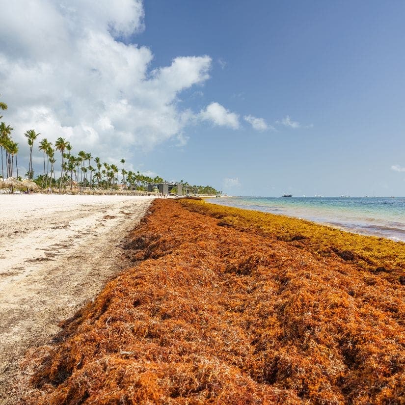 Destinations d'automne sans sargasses