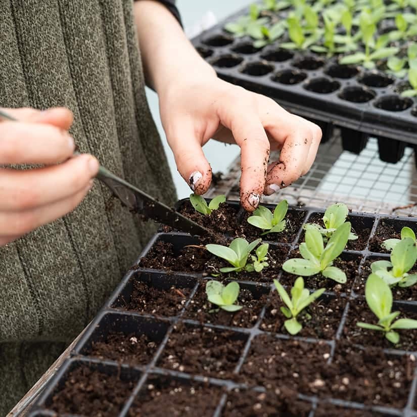 5 trucs pour bien préparer ses semis