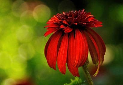 L’échinacée pourpre ‘Hot Papaya’