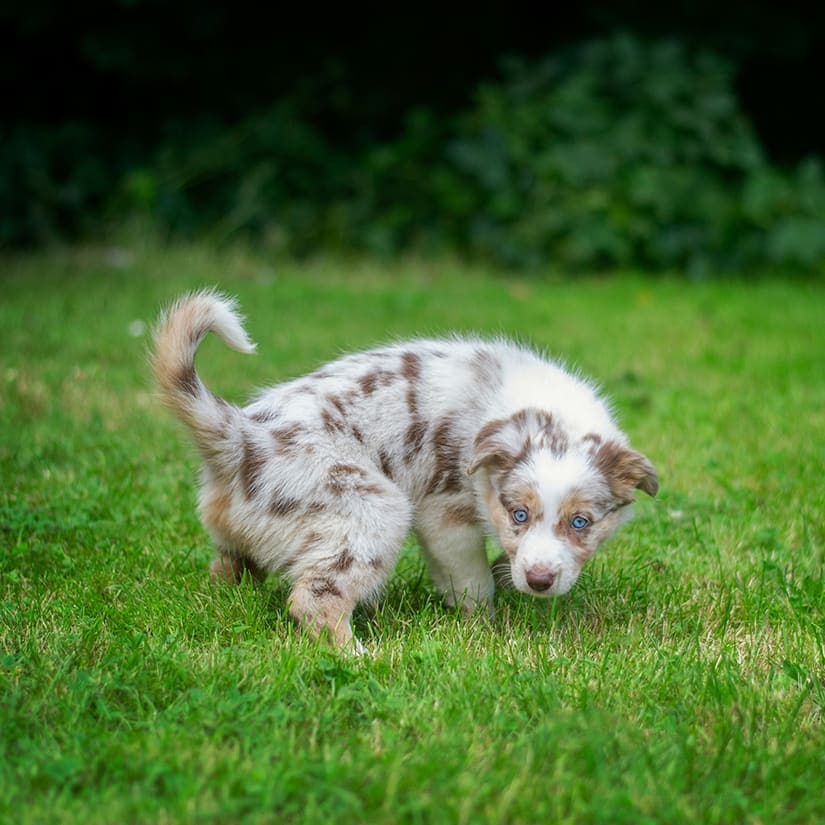 Produit anti-taches pour gazon de chien