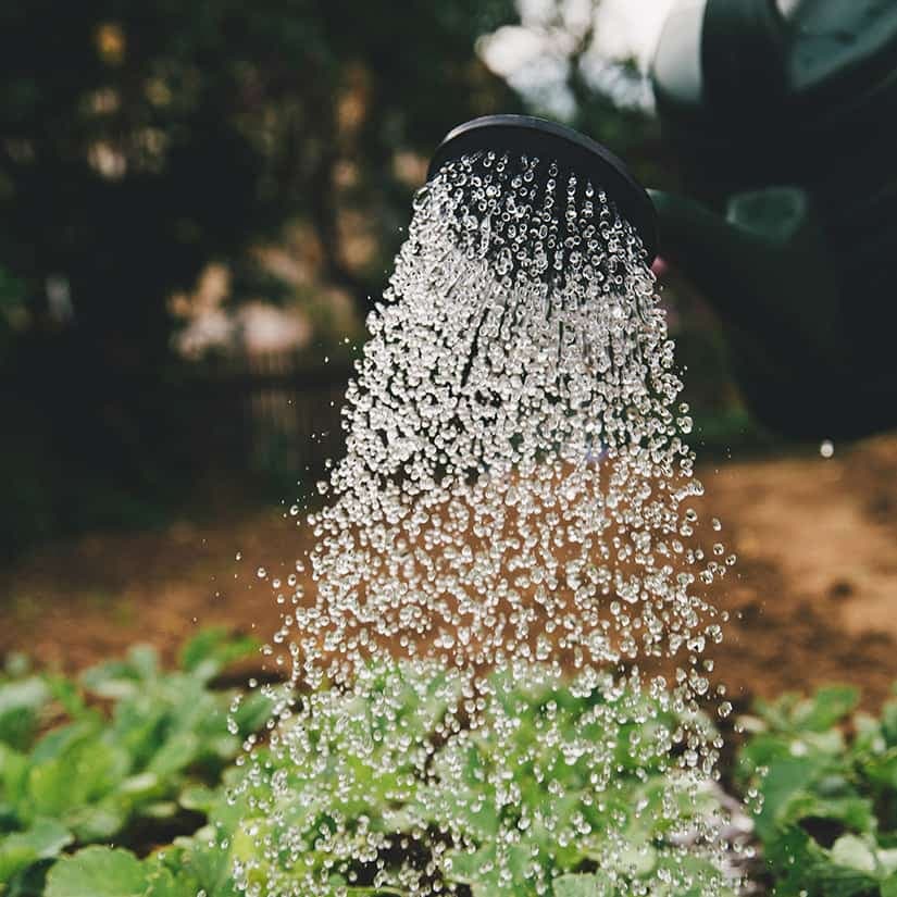 3 conseils pour arroser de façon plus écologique
