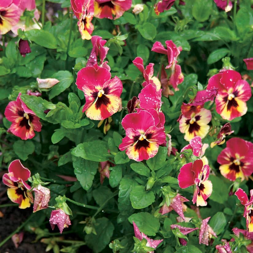 Quelles fleurs choisir pour un milieu mi-ombragé?