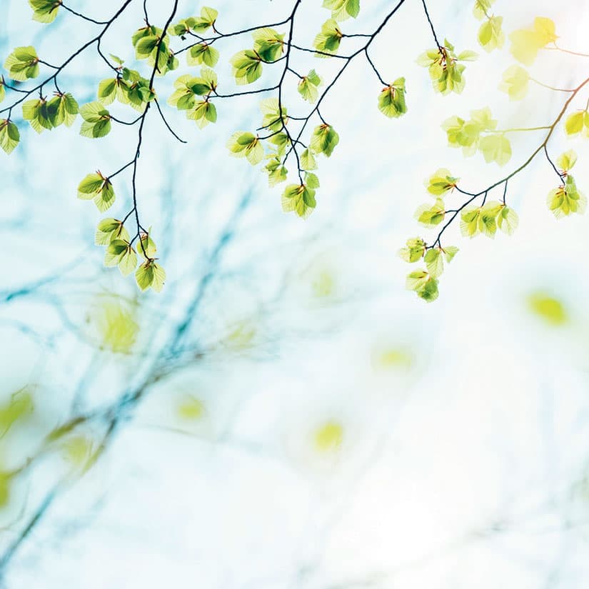 Choisir le bon arbre pour sa cour