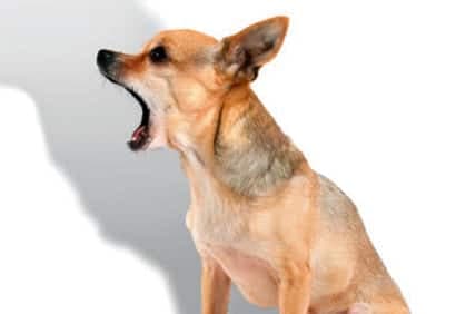 Comment empêcher son chien de japper tout le temp