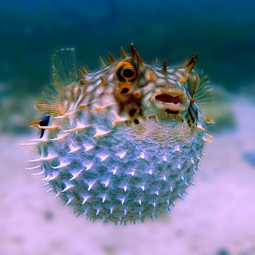 10 aliments dangereux à éviter en voyage