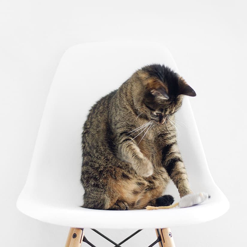 Déménager avec votre animal : 5 conseils pratiques