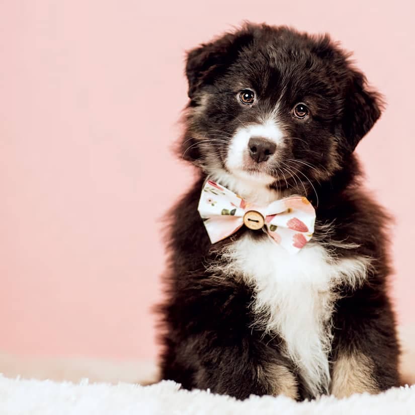 5 conseils pour l'éducation de votre chien