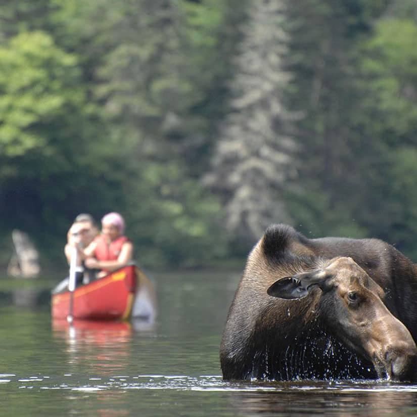 10 endroits pour observer les animaux au Québec