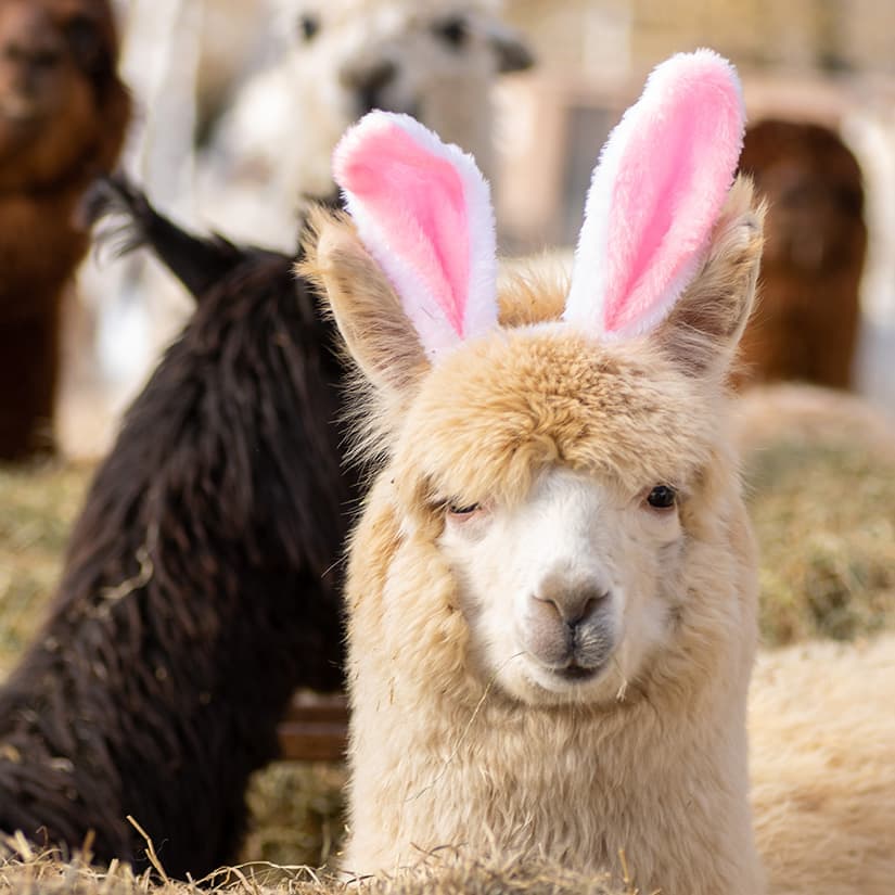 5 petites sorties pour le long week-end de Pâques