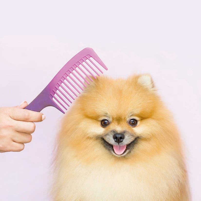 Chiens et chats: comment entretenir leurs poils