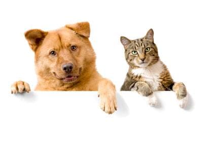 Où faire garder mon animal pendant les vacances?