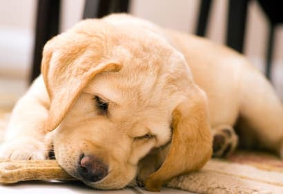 Adopter un chien de façon responsable