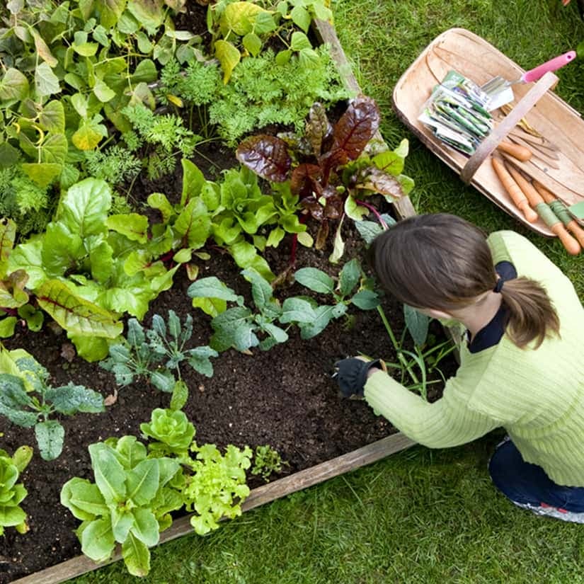 Trois conseils pour jardiner dans un mètre carré