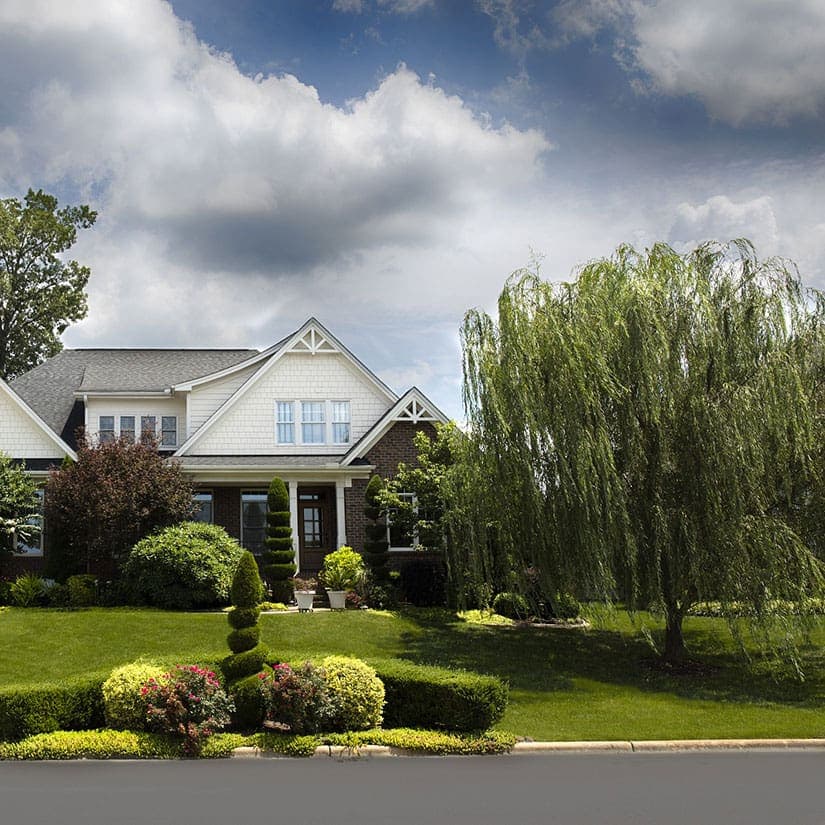 12 arbres à planter dans sa cour