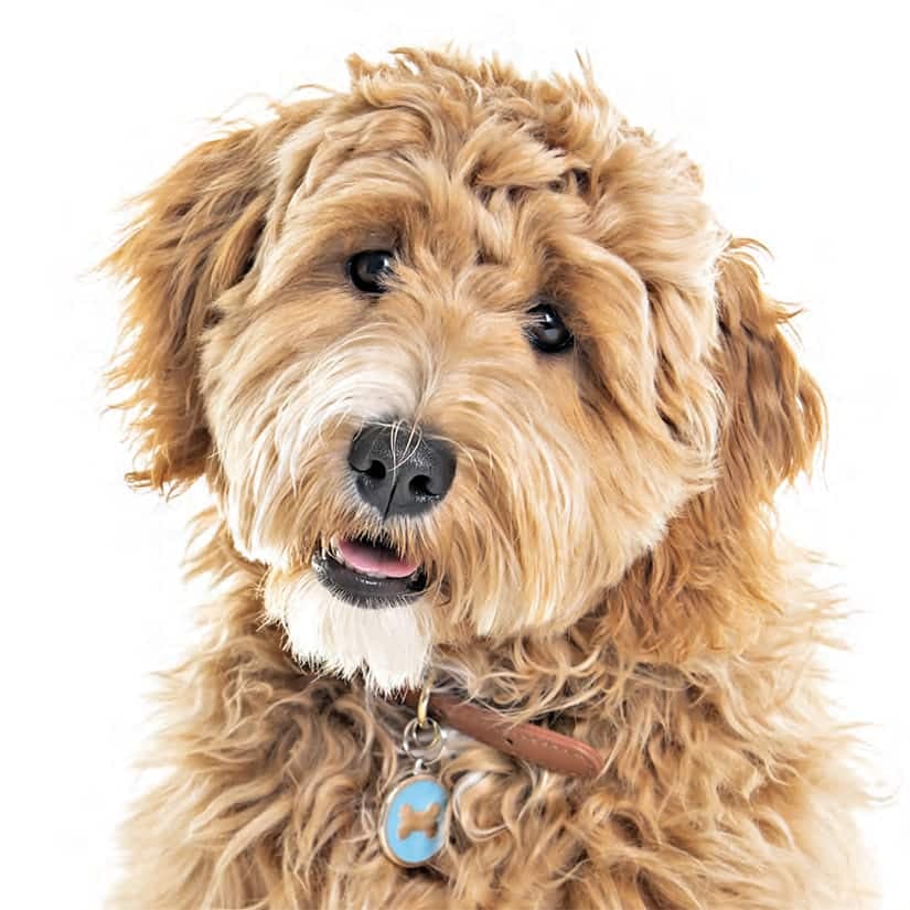 Une recette maison pour traiter le pelage du chie