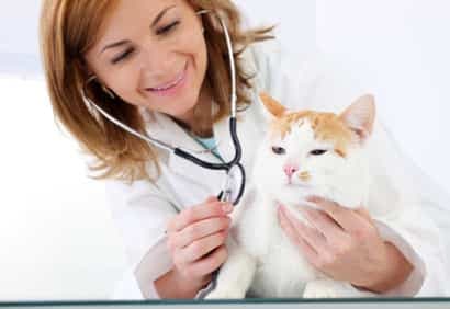 Bien choisir son vétérinaire