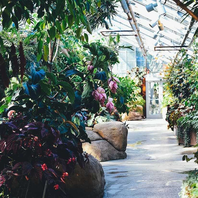 Quand voir vos fleurs au Jardin botanique
