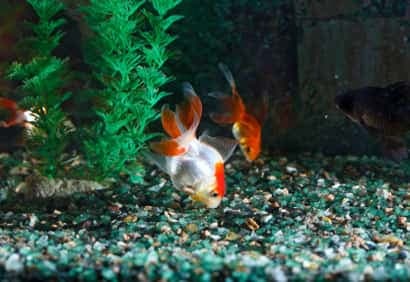 4 étapes pour démarrer son aquarium sans tracas