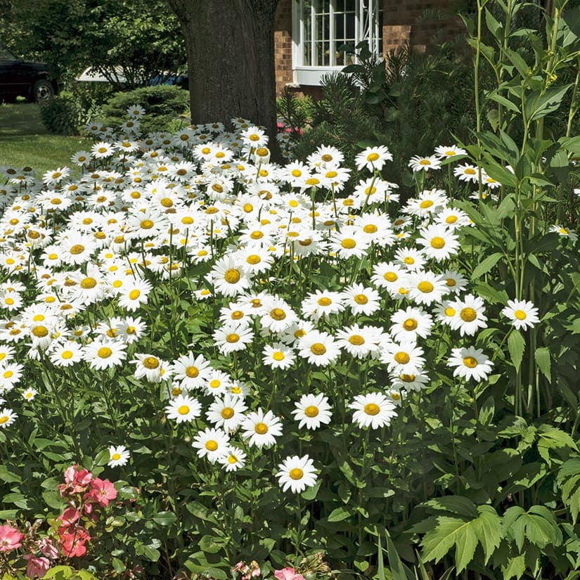 Quelles fleurs choisir pour un milieu ensoleillé?