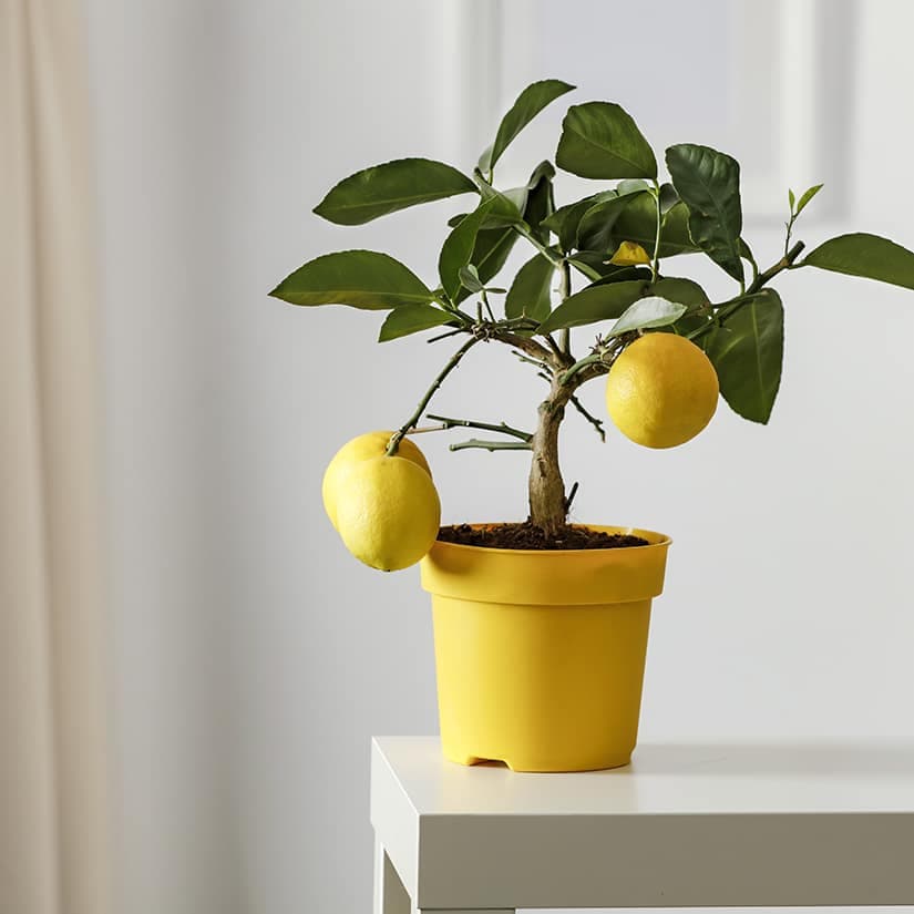 5 arbres fruitiers faciles à cultiver chez soi