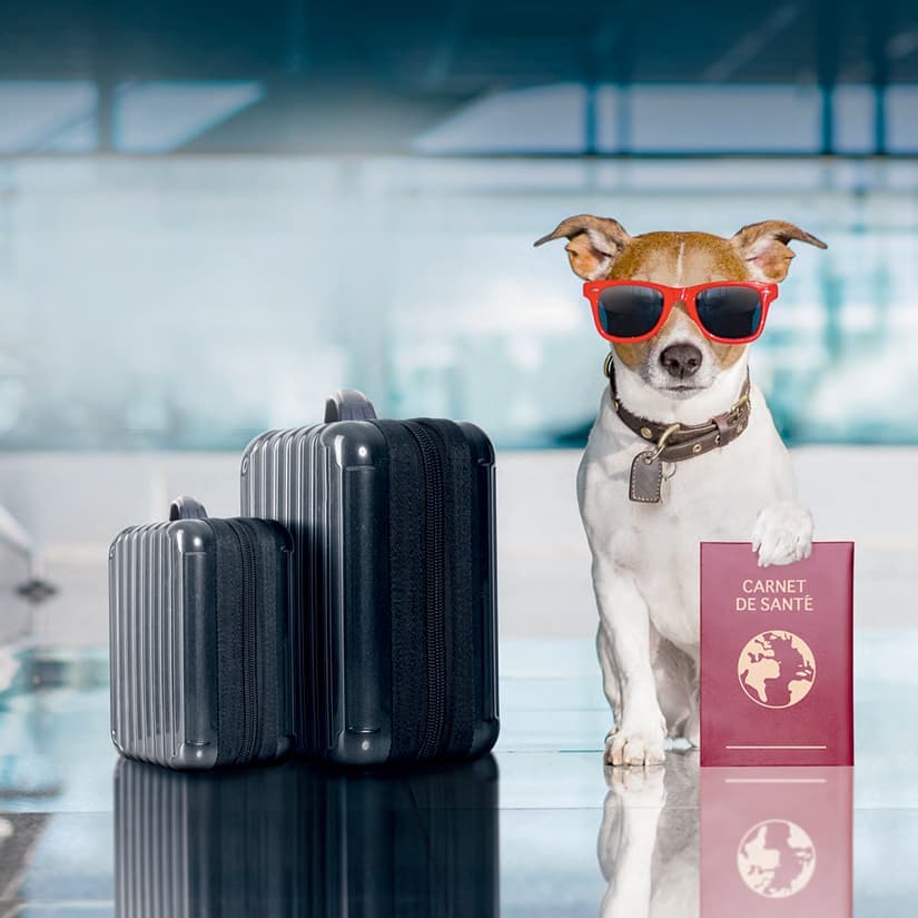 Partir en voyage avec son animal de compagnie