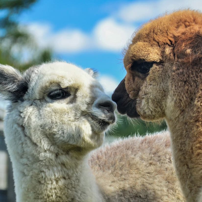 11 activités à Sutton, au-delà du mont Sutton