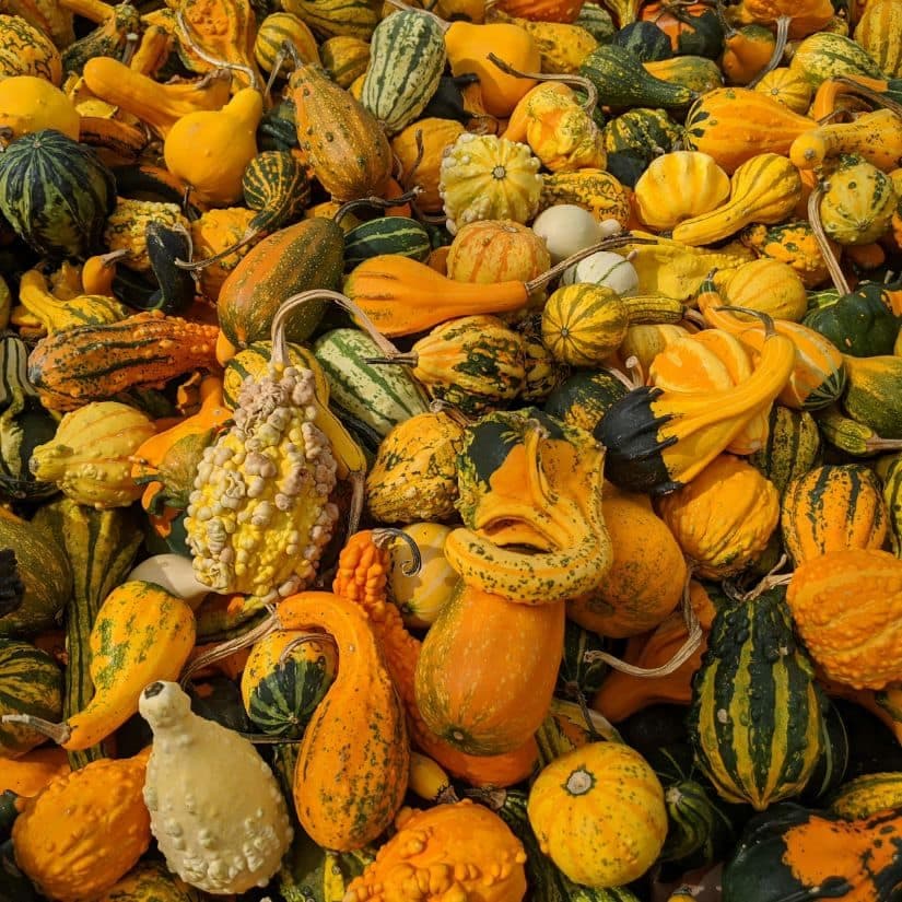 Ces fruits d'automne aux bienfaits insoupçonnés