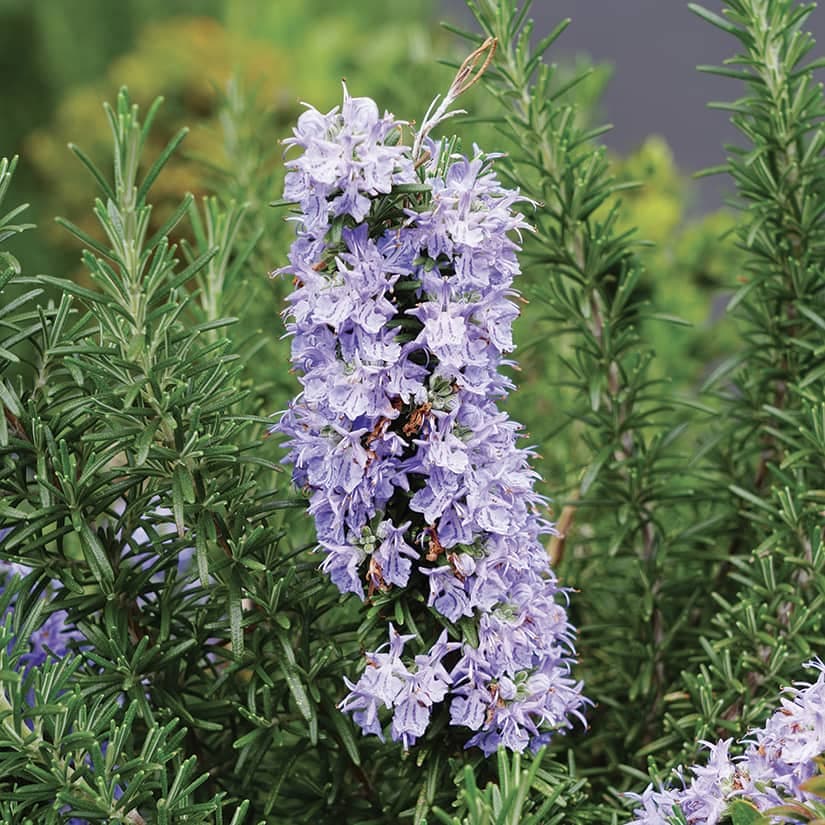 10 plantes qui éloignent les moustiques