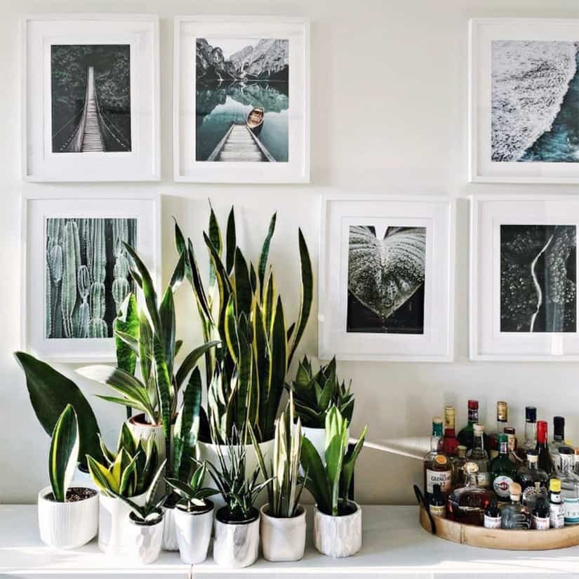 13 plantes purificatrices d'air pour la maison