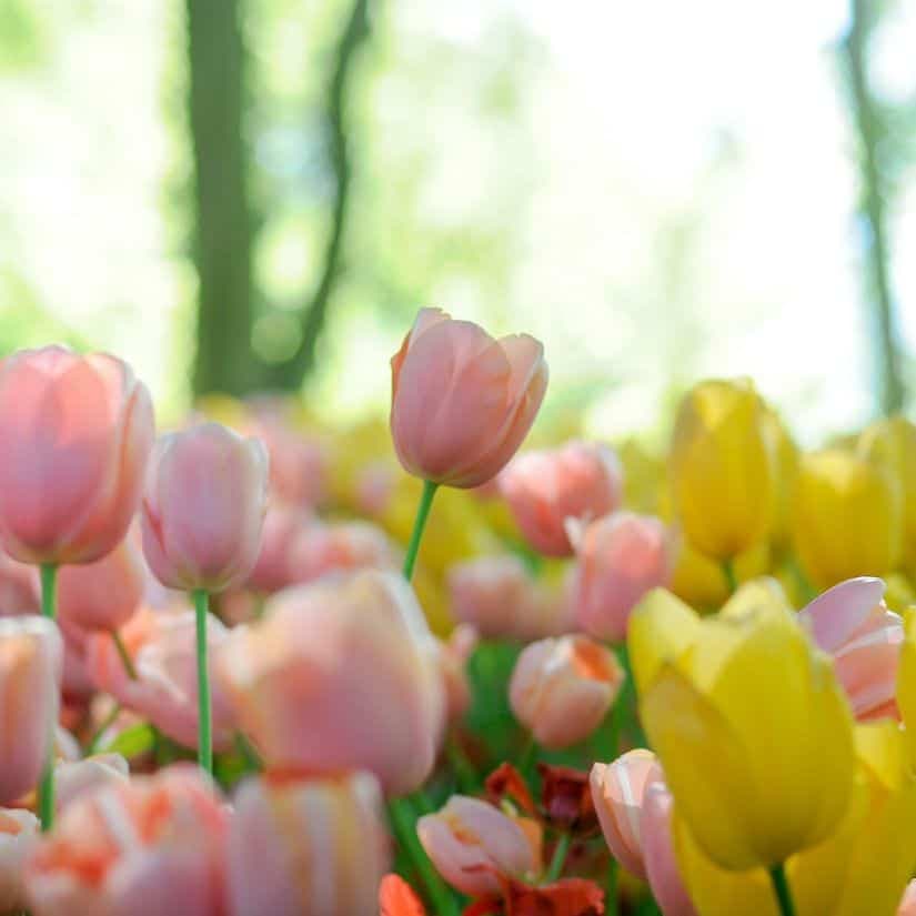 5 adresses où cueillir des tulipes au Québec