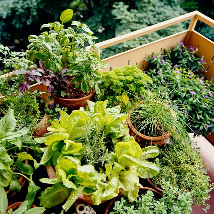 Réussir un potager sur un balcon