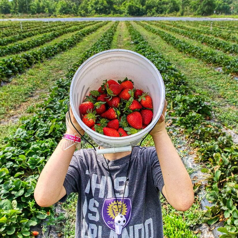 10 cueillettes de fraises pour cet été