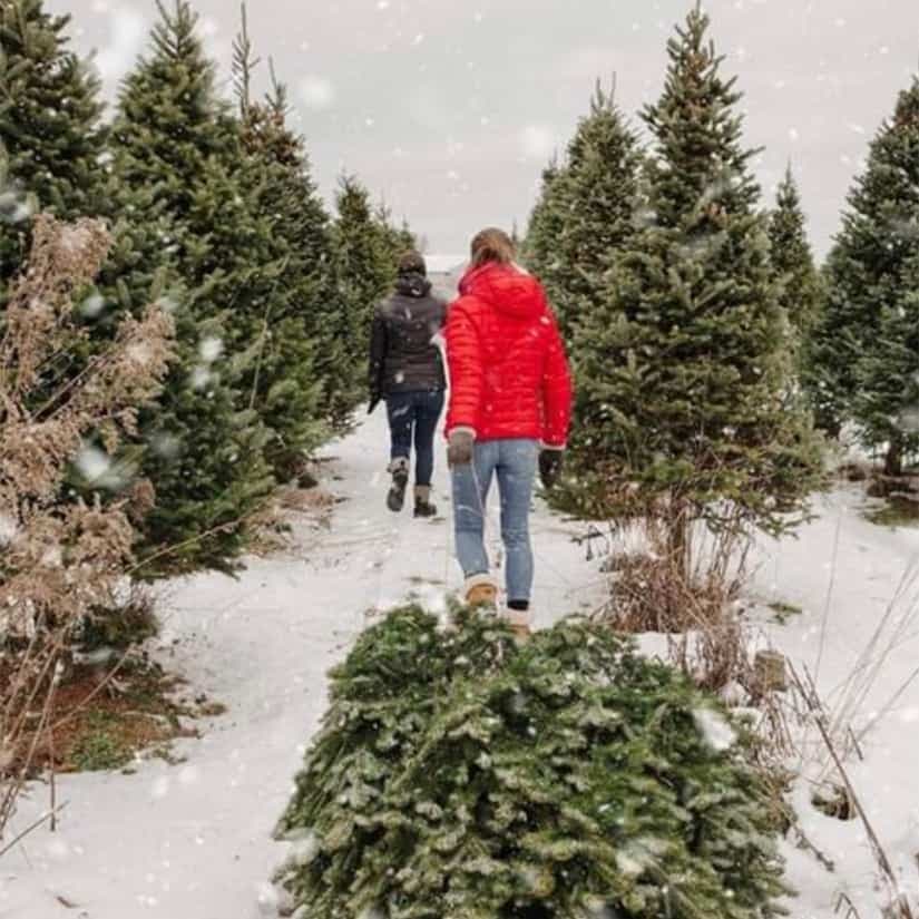 6 endroits où aller couper votre sapin de Noël