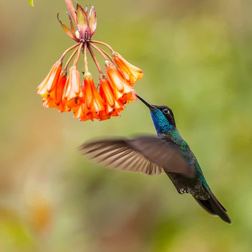 6 fleurs pour attirer les oiseaux dans le jardin