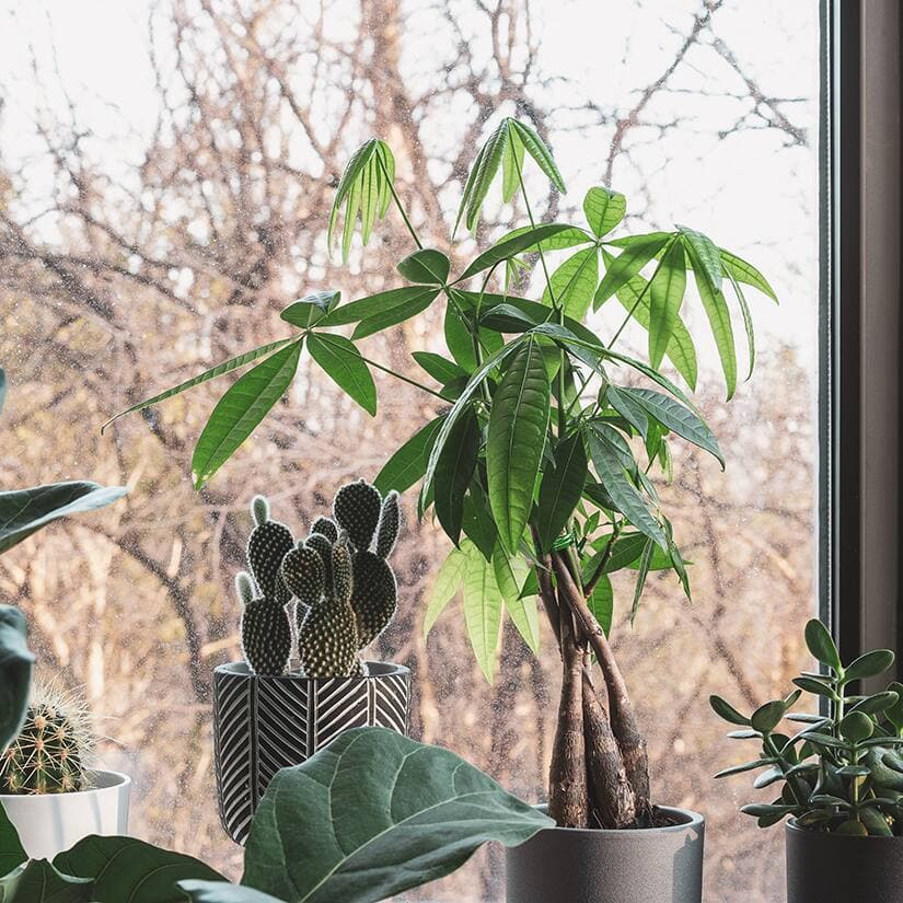 Des plantes vertes qui demandent peu d'entretien