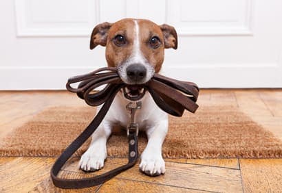 5 questions à se poser avant d'adopter un chien