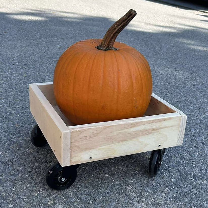 Course de citrouilles géantes dans ce village