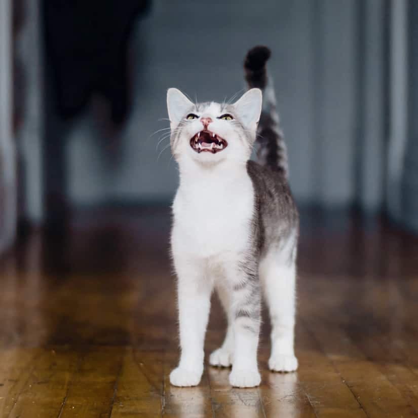 Notre chat miaule la nuit: on fait quoi?