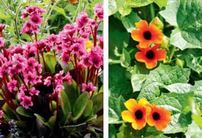 10 plantes pour les cours mi-ombragées