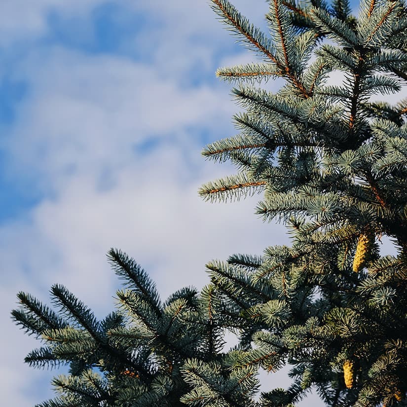 6 idées pour recycler votre sapin après Noël