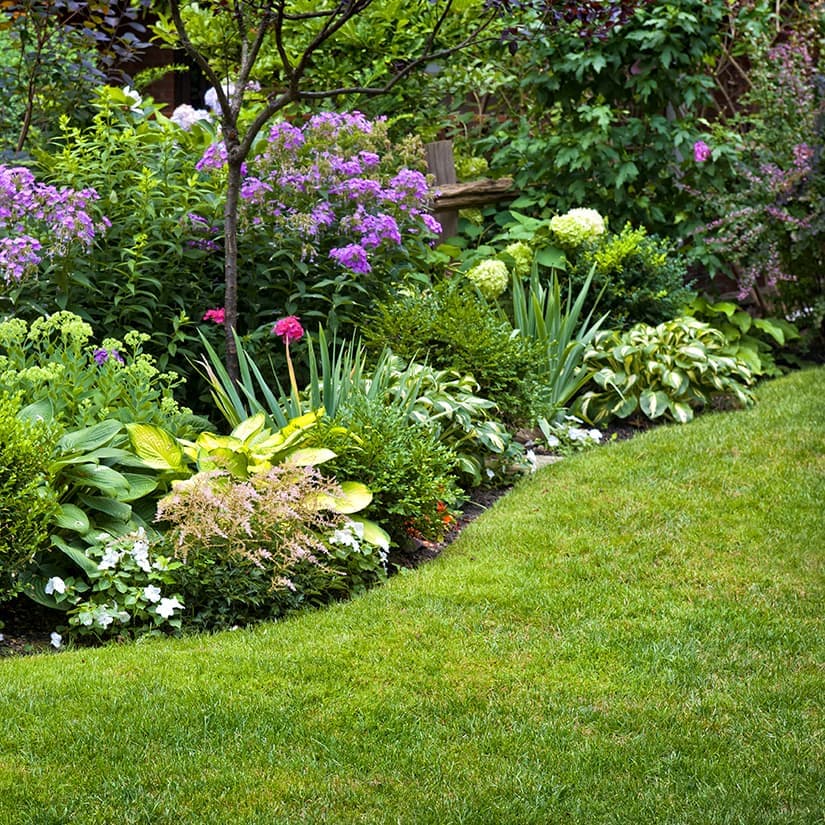 Se débarrasser des vers blancs dans la pelouse