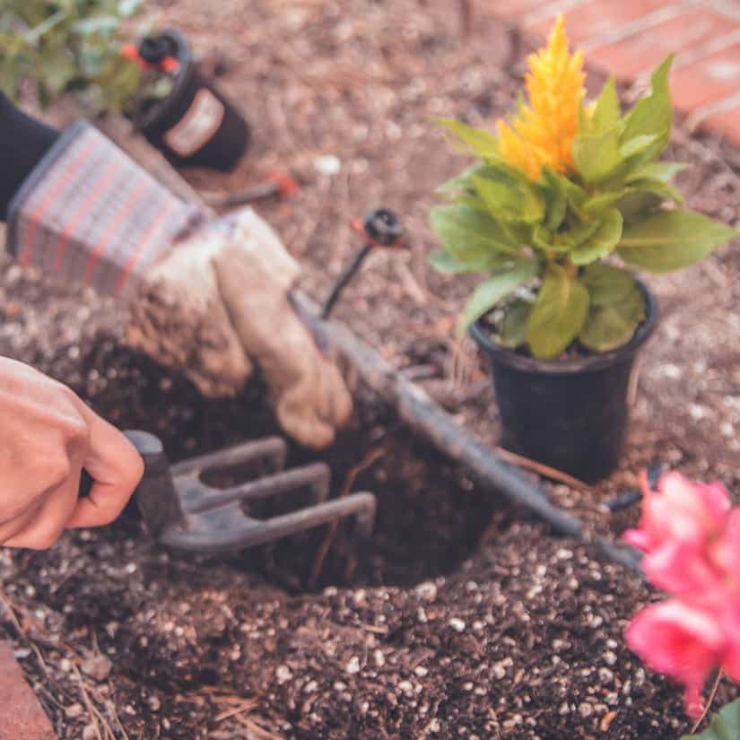 Jardinage: quoi faire en mai