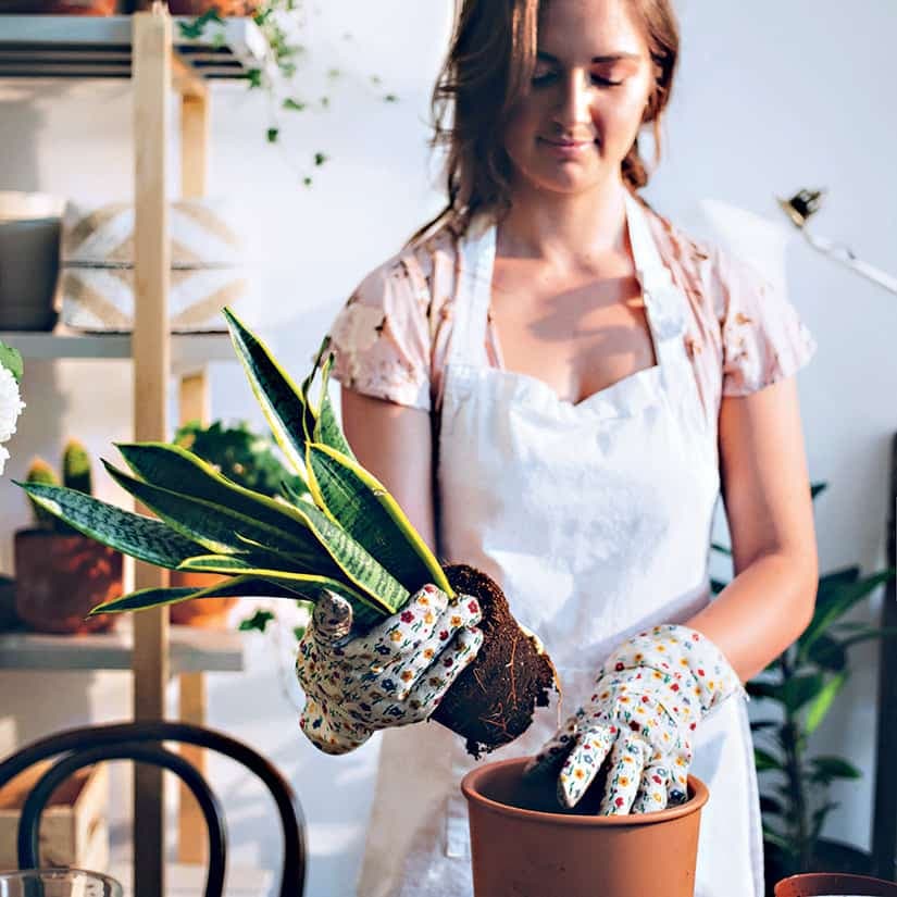 Comment rempoter une plante de façon efficace